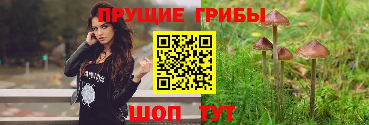 Галлюциногенные грибы ЛСД  Вход с VPN  Шадринск  Галлюциногенные грибы мицелий 
